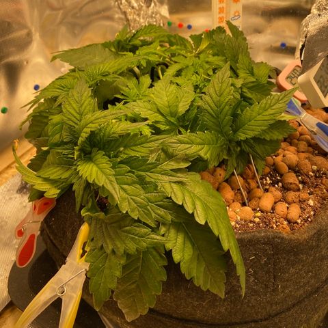 Francesca Scaramanga growlog timeline photo