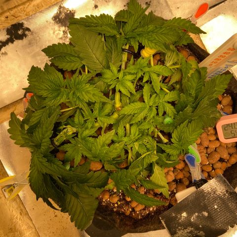 Francesca Scaramanga growlog timeline photo