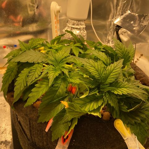 Francesca Scaramanga growlog timeline photo
