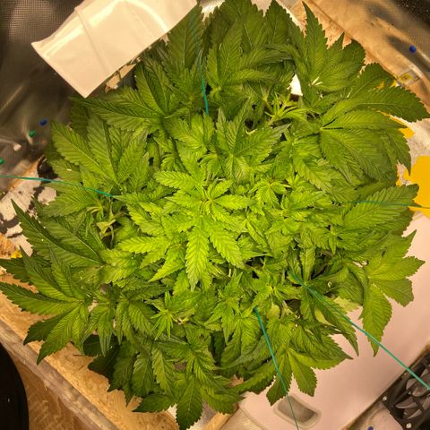 Francesca Scaramanga growlog timeline photo