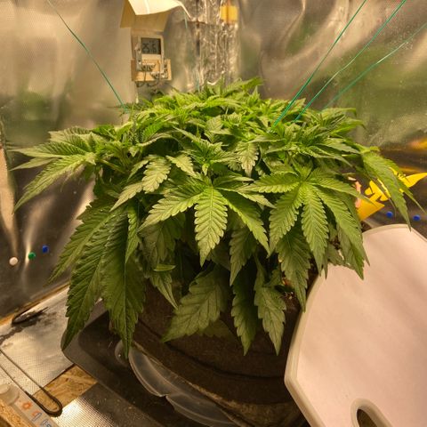 Francesca Scaramanga growlog timeline photo