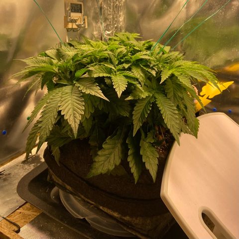 Francesca Scaramanga growlog timeline photo