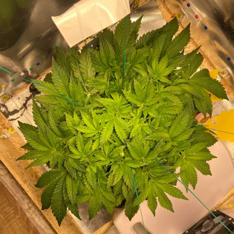 Francesca Scaramanga growlog timeline photo