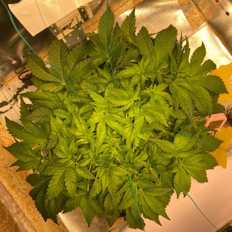 Francesca Scaramanga growlog timeline photo