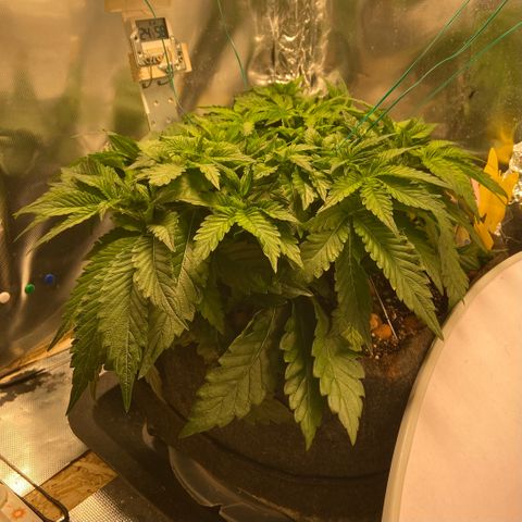 Francesca Scaramanga growlog timeline photo