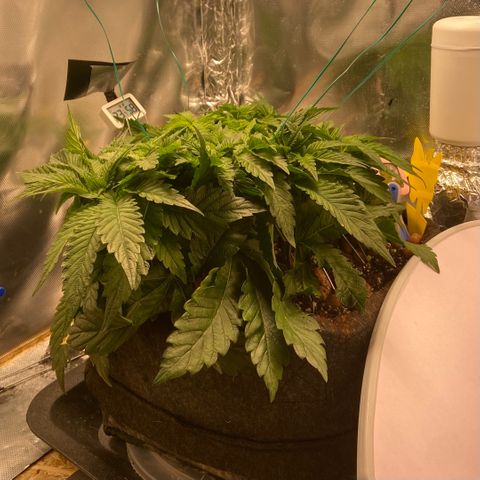 Francesca Scaramanga growlog timeline photo