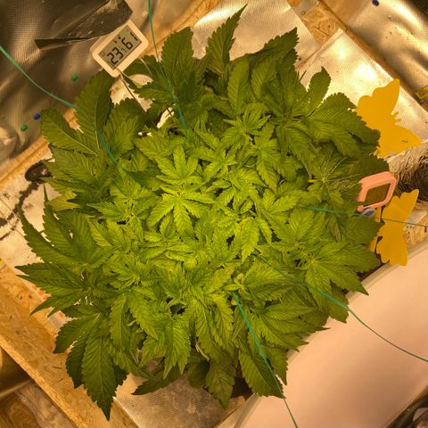 Francesca Scaramanga growlog timeline photo