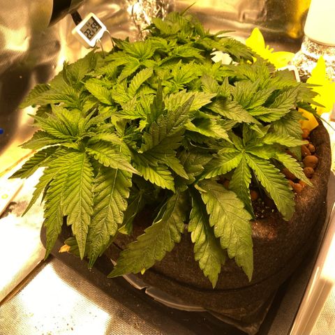 Francesca Scaramanga growlog timeline photo