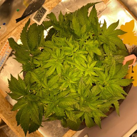 Francesca Scaramanga growlog timeline photo