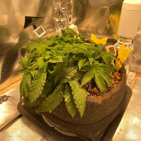 Francesca Scaramanga growlog timeline photo