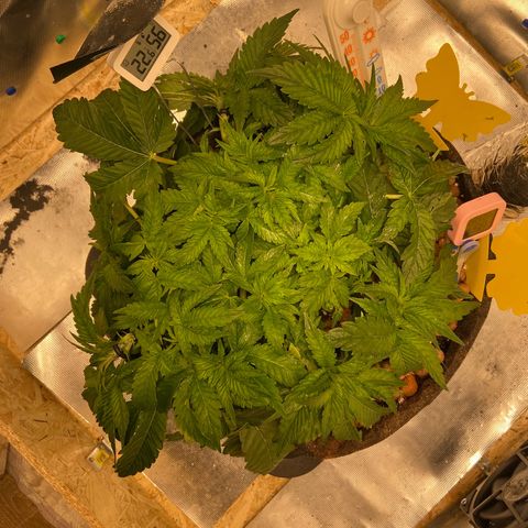 Francesca Scaramanga growlog timeline photo
