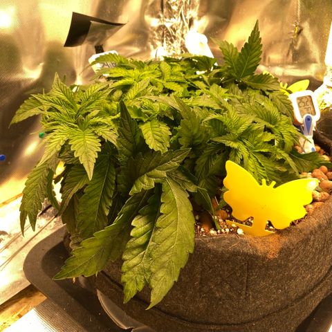 Francesca Scaramanga growlog timeline photo
