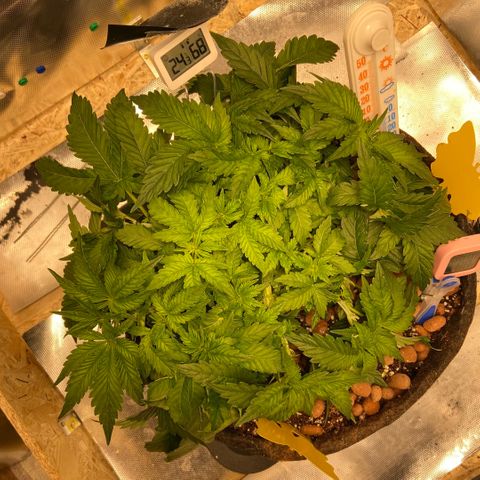 Francesca Scaramanga growlog timeline photo