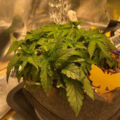 Francesca Scaramanga growlog timeline photo