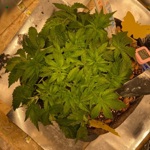 Francesca Scaramanga growlog timeline photo