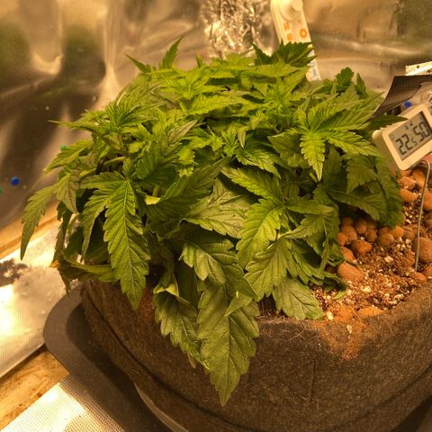 Francesca Scaramanga growlog timeline photo