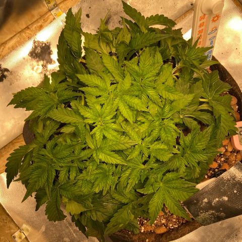 Francesca Scaramanga growlog timeline photo