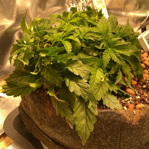 Francesca Scaramanga growlog timeline photo