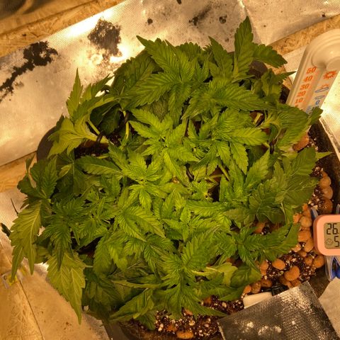 Francesca Scaramanga growlog timeline photo