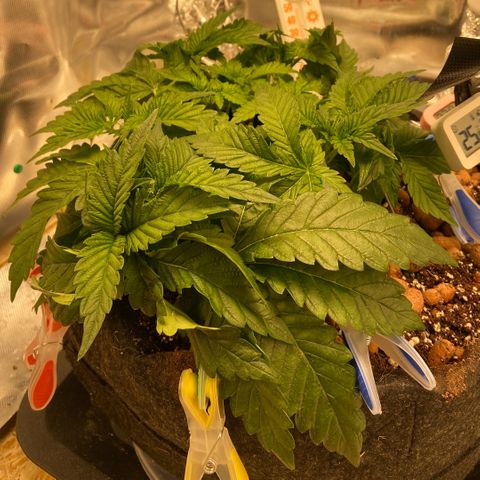 Francesca Scaramanga growlog timeline photo
