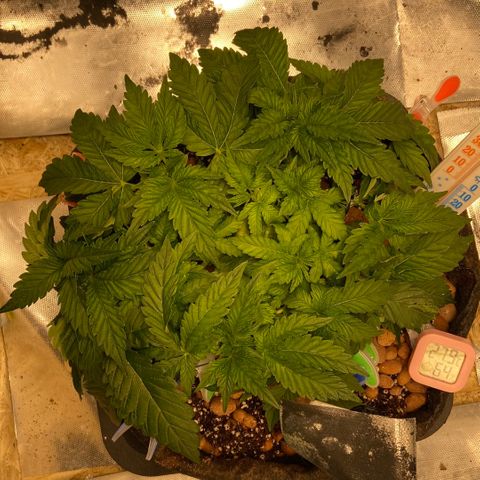 Francesca Scaramanga growlog timeline photo