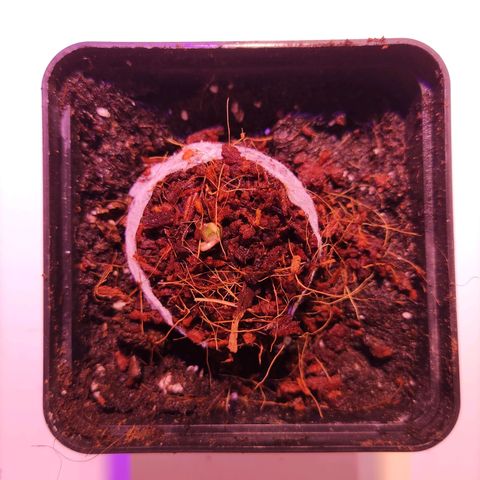 Dark Phoenix growlog photo: Start vegi: 18/6 Licht 
Kopf guckt leicht raus 
Luftfeuchtigkeit: 60-70%
Temperatur 21°C