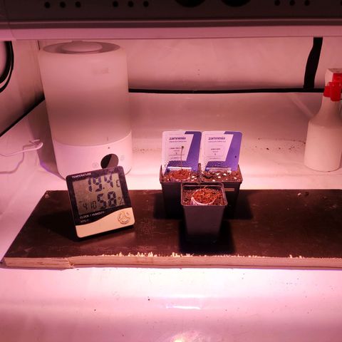 Dark Phoenix growlog photo: Start vegi: 18/6 Licht 
Kopf guckt leicht raus 
Luftfeuchtigkeit: 60-70%
Temperatur 21°C