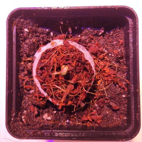 Dark Phoenix growlog photo: Der Sprössling zeigt seinen Kopf und wächst. 