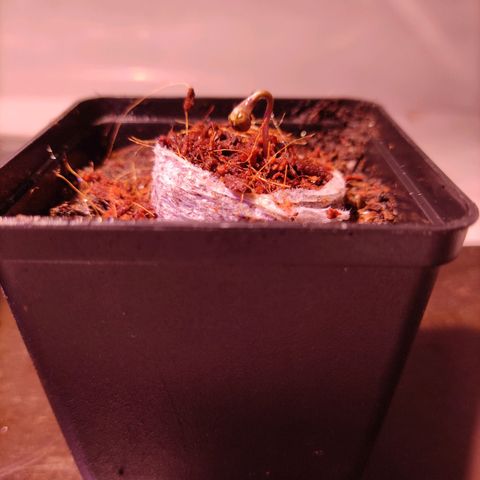 Dark Phoenix growlog photo: Der Sprössling zeigt seinen Kopf und wächst. 