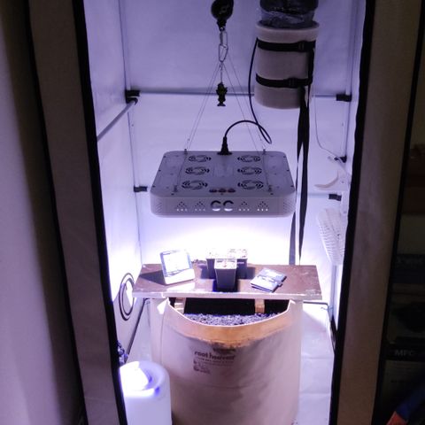 Dark Phoenix growlog photo: - Beet angelegt und mit 8 Liter gewässert 
- Verschiedene Samensorten verteilt 
