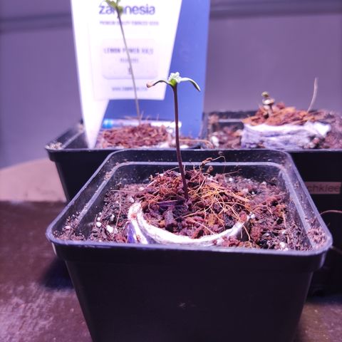Dark Phoenix growlog timeline photo