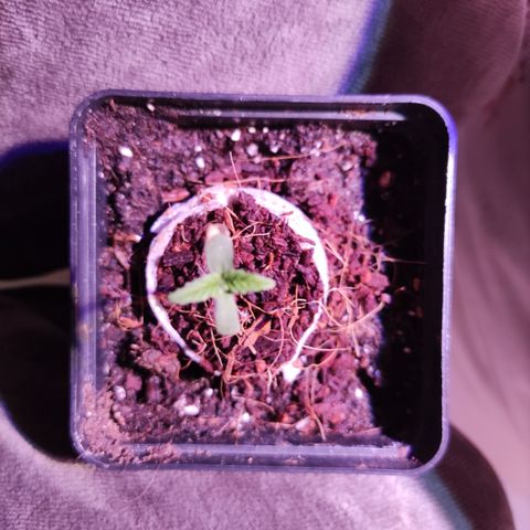 Dark Phoenix growlog timeline photo