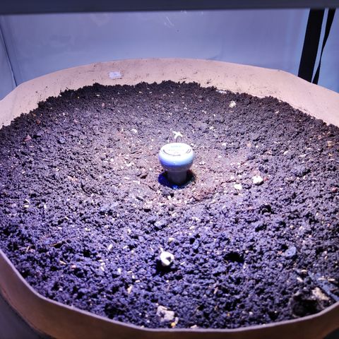Dark Phoenix growlog photo: Torfjiffi ins Beet gesetzt 