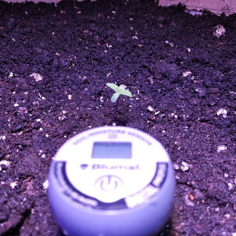 Dark Phoenix growlog photo: Torfjiffi ins Beet gesetzt 