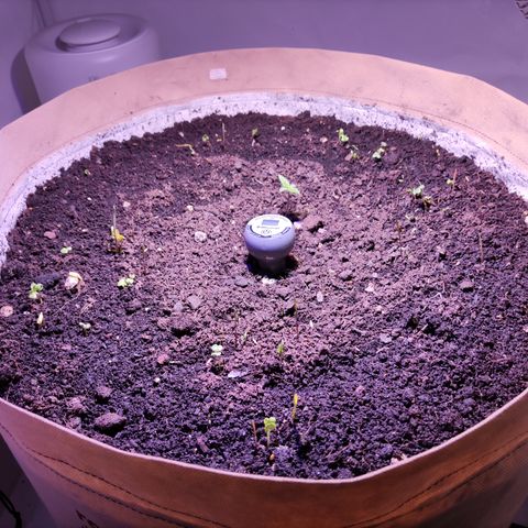Dark Phoenix growlog photo: Erste Zusatzpflanzen wachsen 