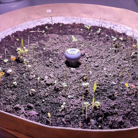 Dark Phoenix growlog timeline photo