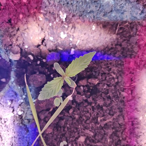 Dark Phoenix growlog timeline photo