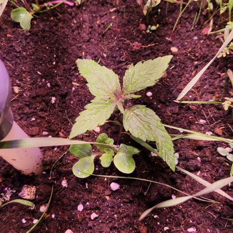 Dark Phoenix growlog timeline photo