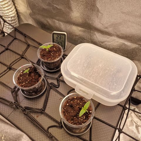 Queeni #1 Growlog-Foto 1