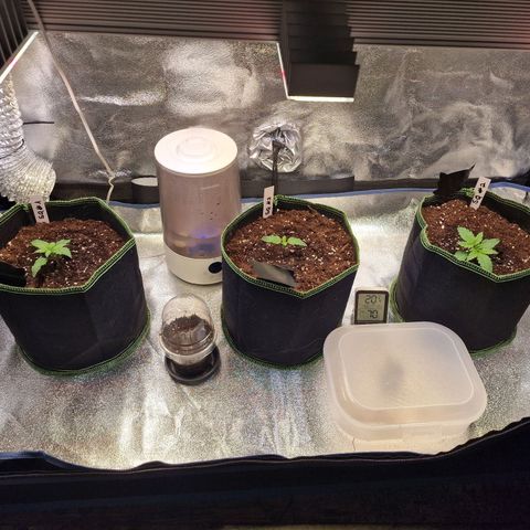 Queeni #1 Growlog-Foto 3