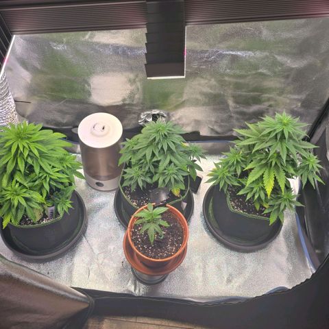 Queeni #1 growlog timeline photo