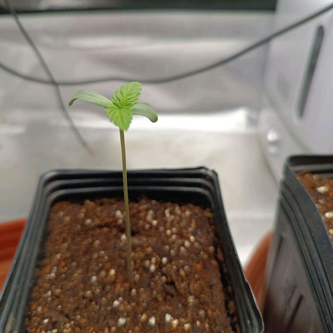 AK420 growlog timeline photo