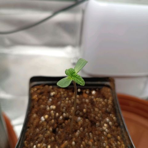 AK420 growlog timeline photo
