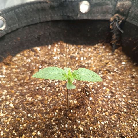 AK420 growlog photo: As plantas tiveram uma estiragem do caule, no transplante cobri todo o comprimento corrigindo a altura para começar o treinamento 