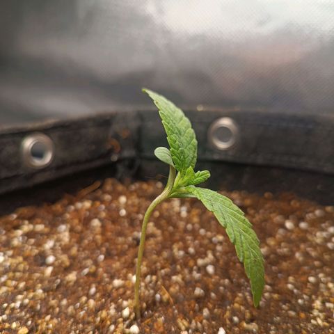 AK420 growlog photo: As plantas tiveram uma estiragem do caule, no transplante cobri todo o comprimento corrigindo a altura para começar o treinamento 