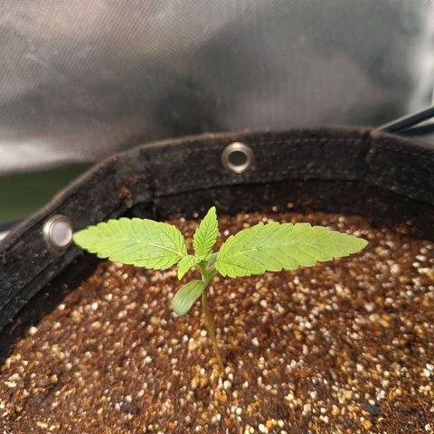 AK420 growlog photo: Temp.: 22°
Umidade: 68%