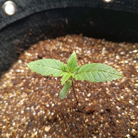 AK420 growlog photo: Temp.: 22°
Umidade: 68%