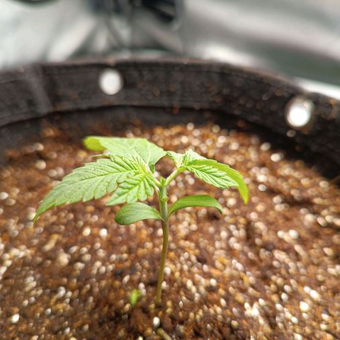 AK420 growlog timeline photo