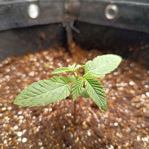 AK420 growlog timeline photo