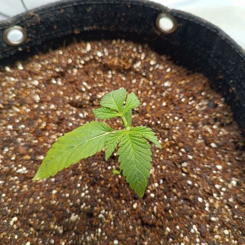 AK420 growlog timeline photo